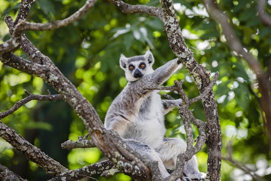 Entradas para el zoo y el jardín botánico de Faunia