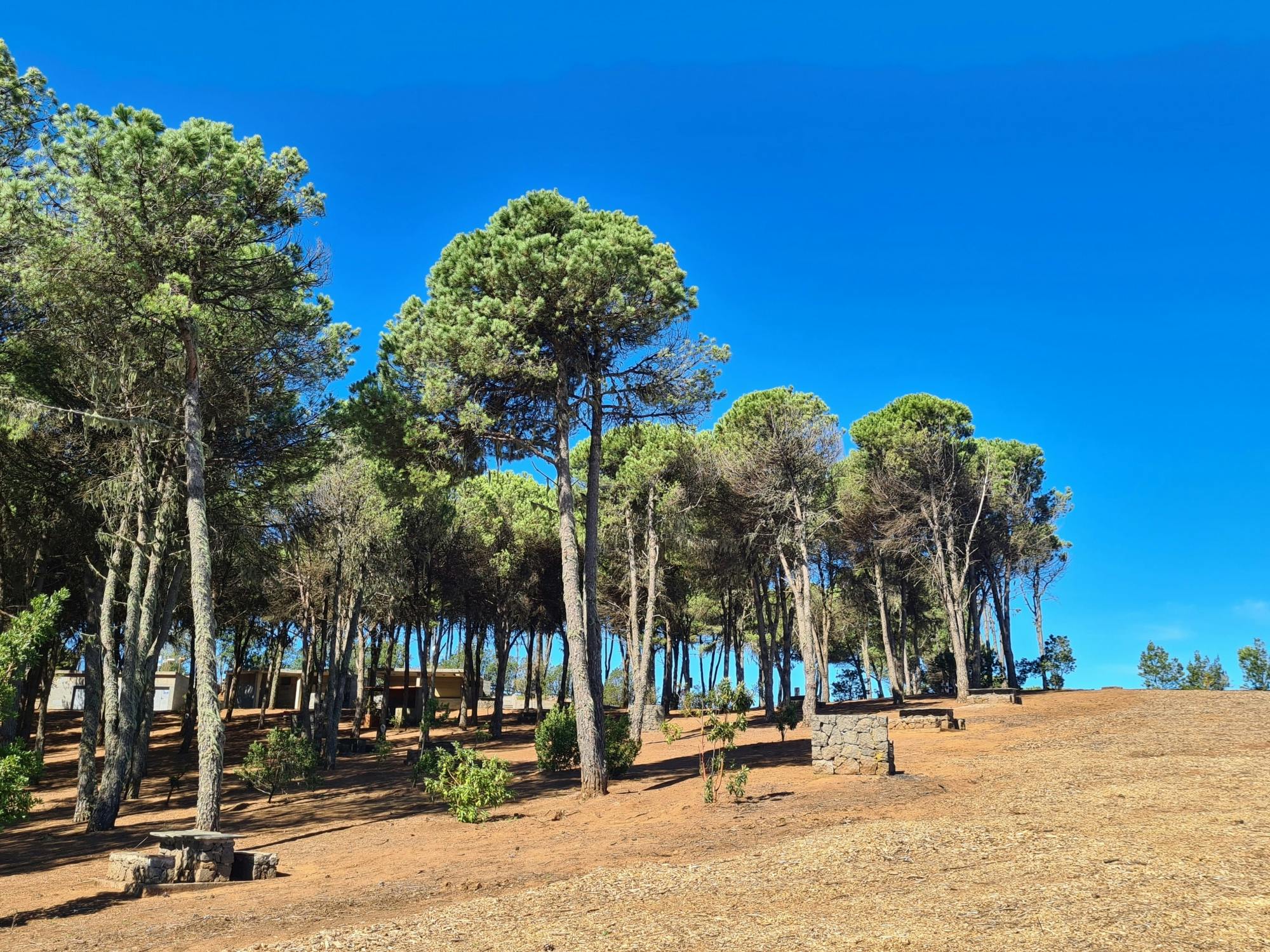 Gran Canaria Eco Tour with TUI Forest Visit and Lunch