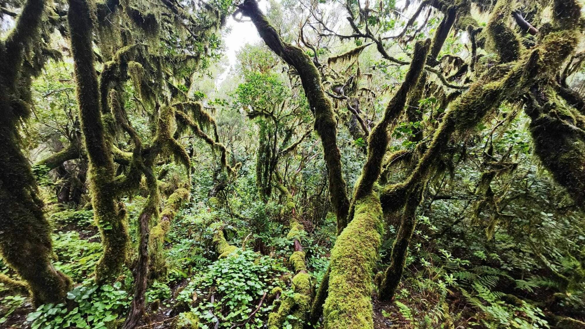 Gran Canaria Eco Tour with TUI Forest Visit and Lunch