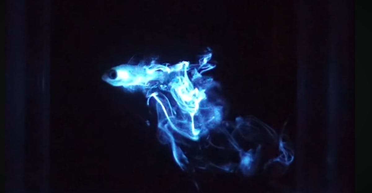 Bioluminescentie nachtduik