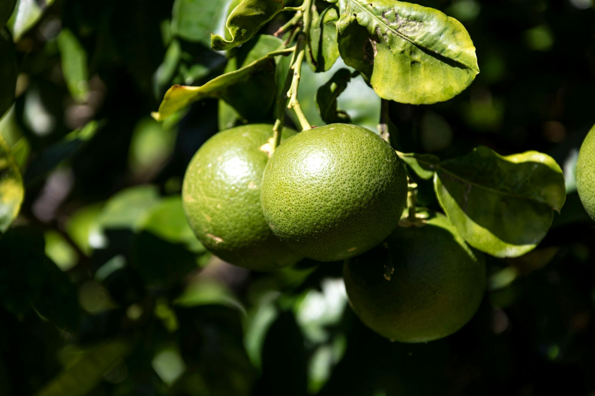 Gastronomic tour of Gran Canaria with a local expert