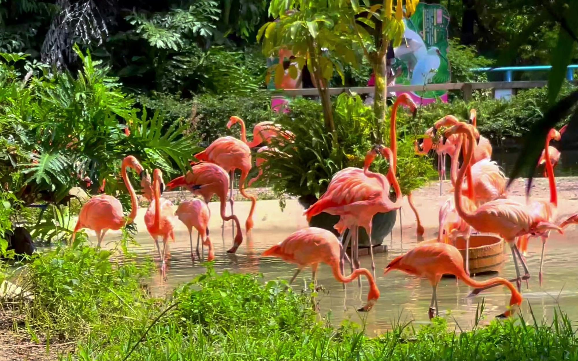 Ingressos para o Parque de Aves Chimelong