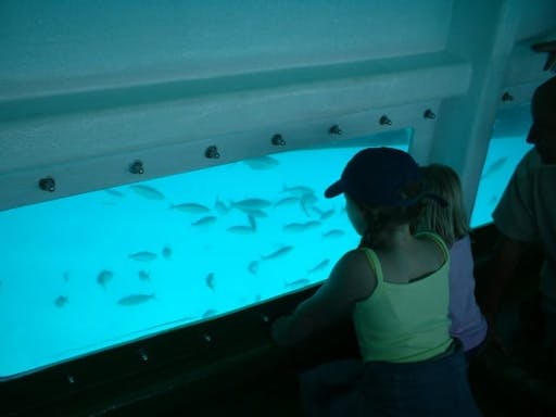 Fuerteventura dolphin-spotting cruise from Corralejo