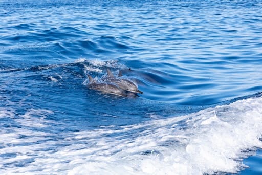 Fuerteventura dolphin-spotting cruise from Corralejo