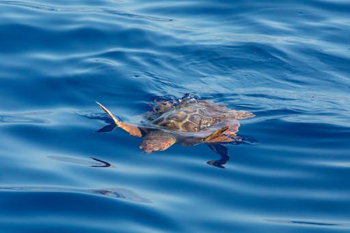 Dolphin Searching Cruise with transfer from Caleta de Fuste