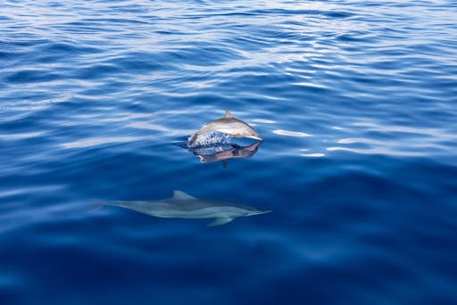 Dolphin Searching Cruise with transfer from Caleta de Fuste