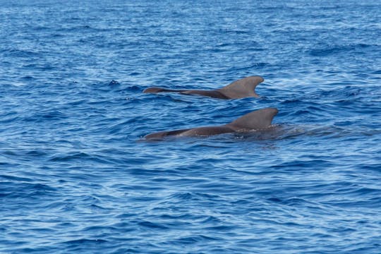 Croisière de recherche de dauphins avec transfert depuis Caleta de Fuste