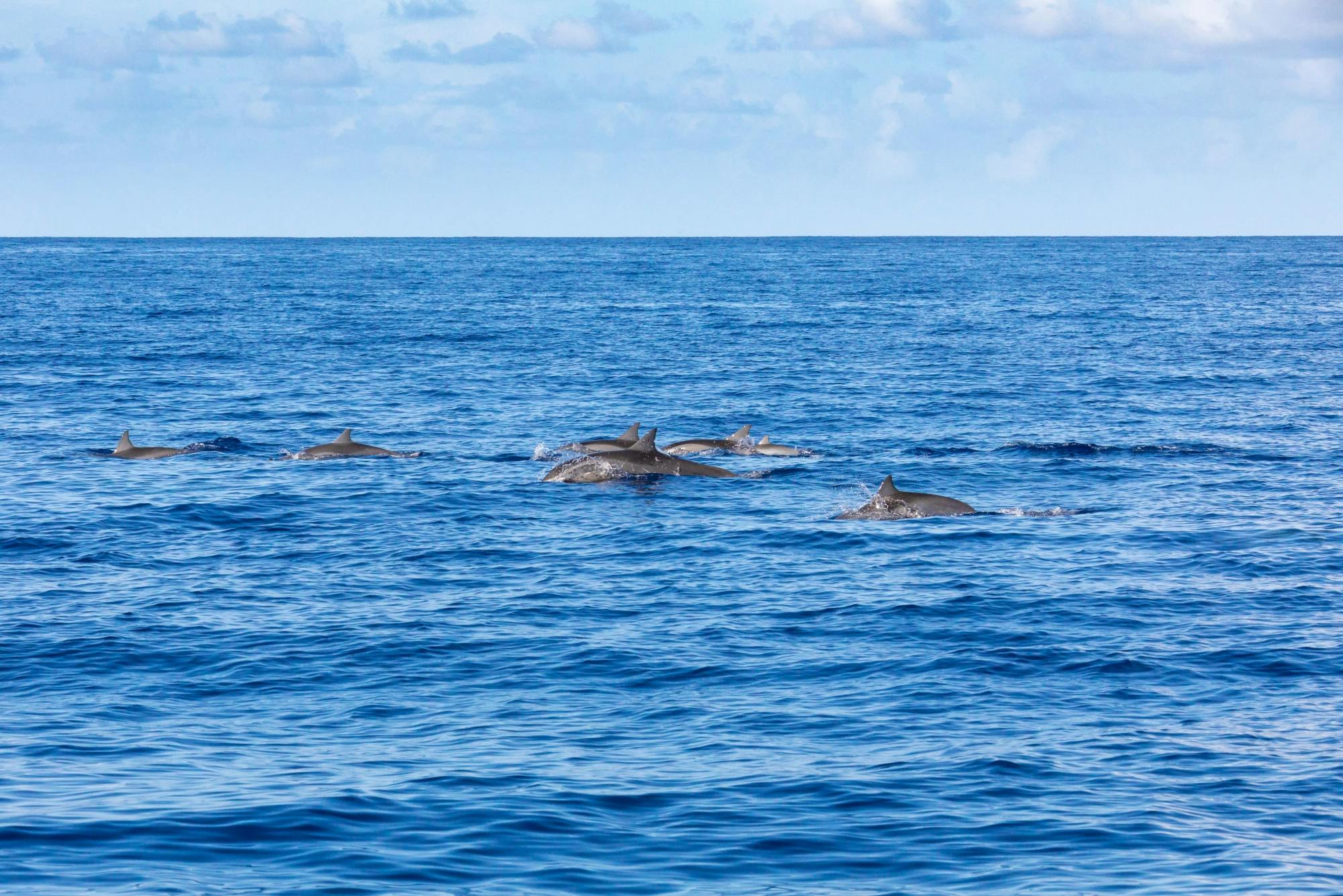 Dolphin Searching Cruise with transfer from Caleta de Fuste