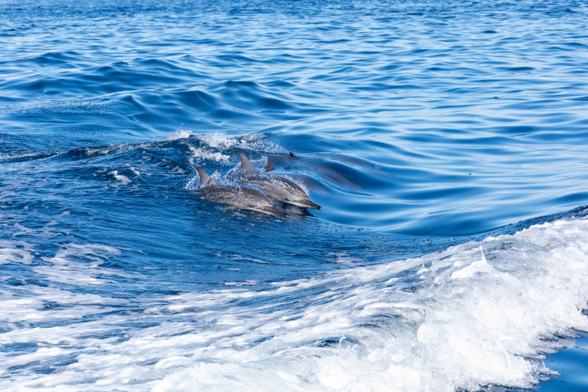 Dolphin Searching Cruise with transfer from Caleta de Fuste