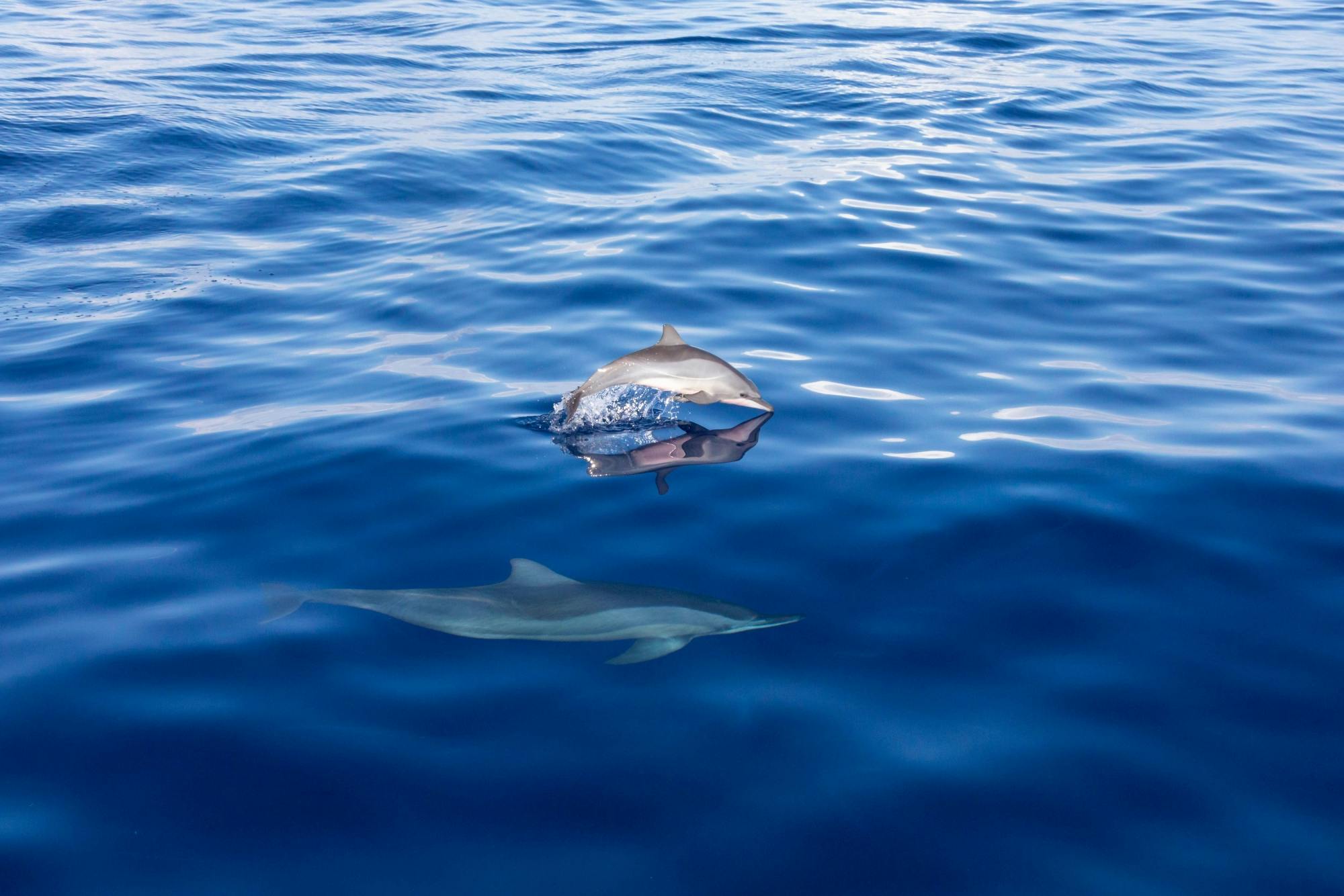 Dolphin Searching Cruise with transfer from Caleta de Fuste