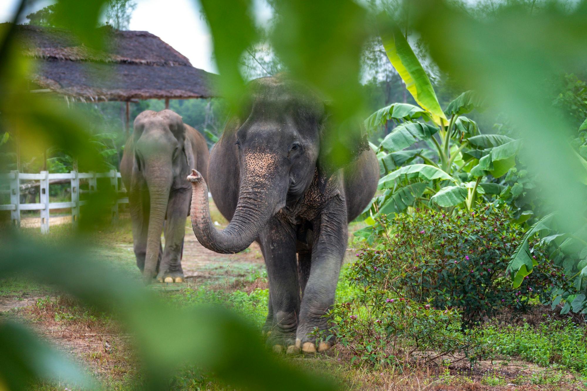 Khao Sok River Rafting with Elephant Sanctuary and Lunch