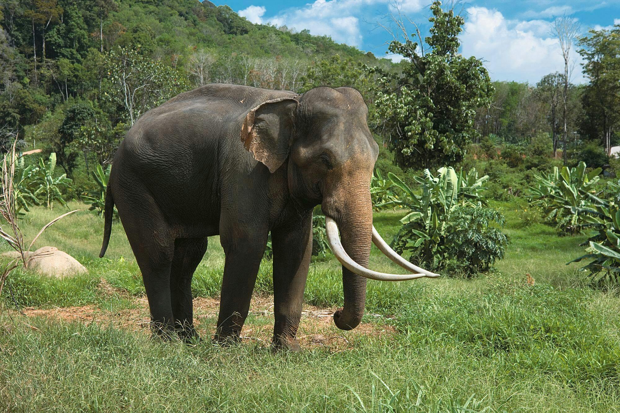 Khao Sok River Rafting with Elephant Sanctuary and Lunch