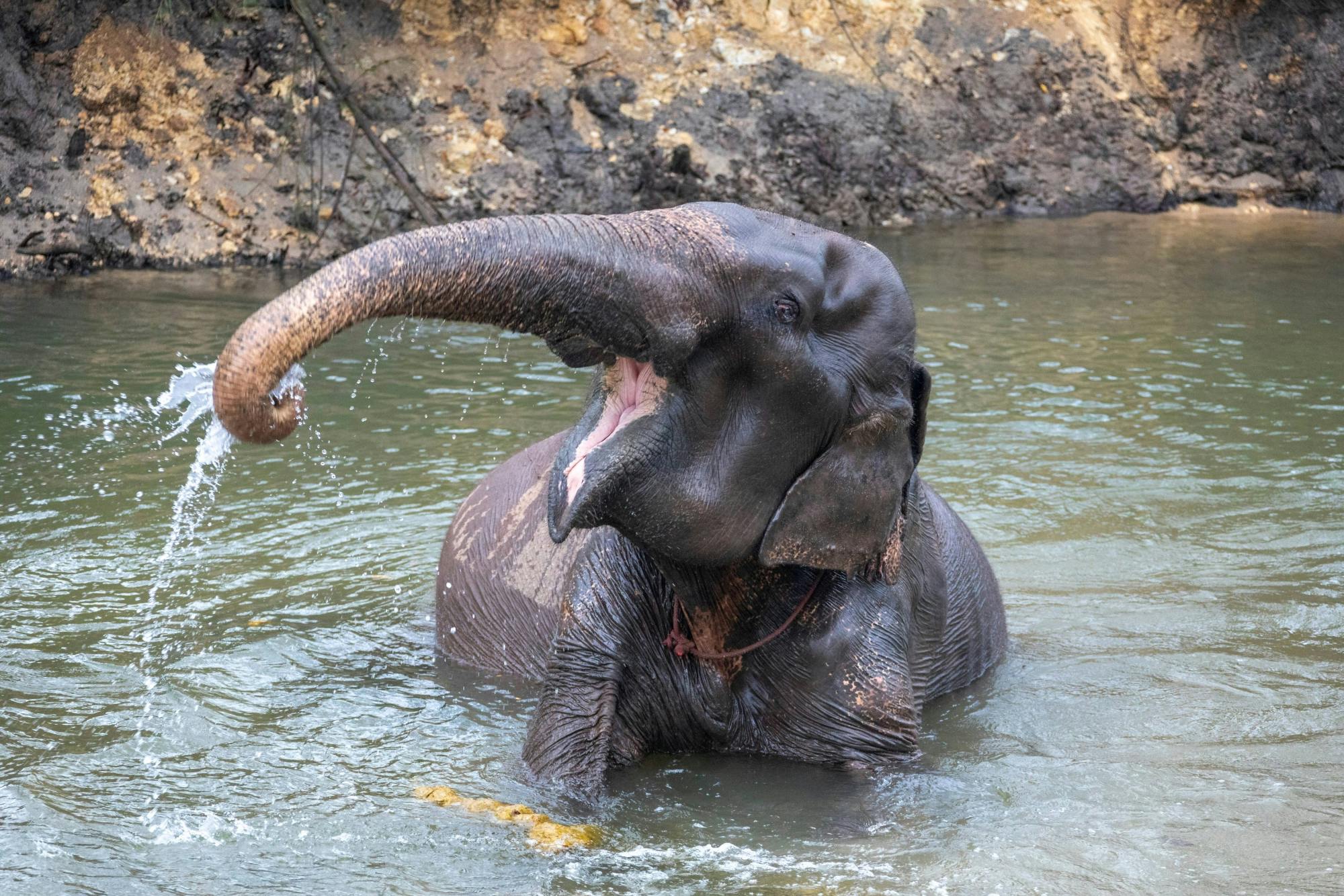 Khao Sok River Rafting with Elephant Sanctuary and Lunch