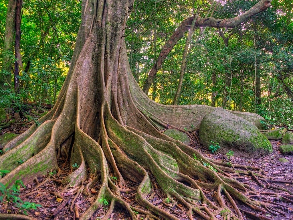 Rincon de La Vieja National Park