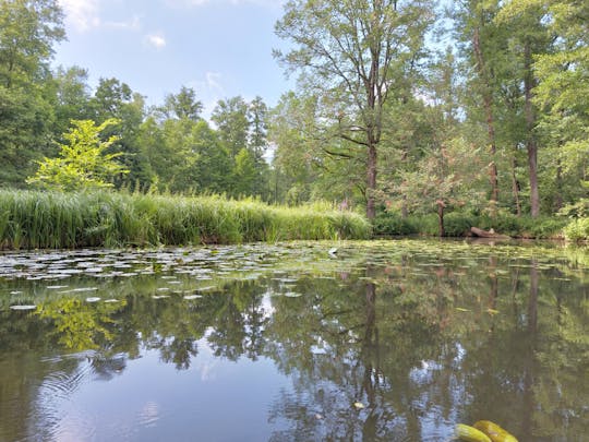 Private Day Tour  to Spree Forest from Dresden