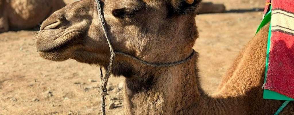 Camel Ride Experience in Essaouira's Coastal Region