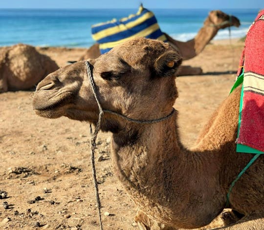 Balade à dos de chameau dans la région côtière d'Essaouira