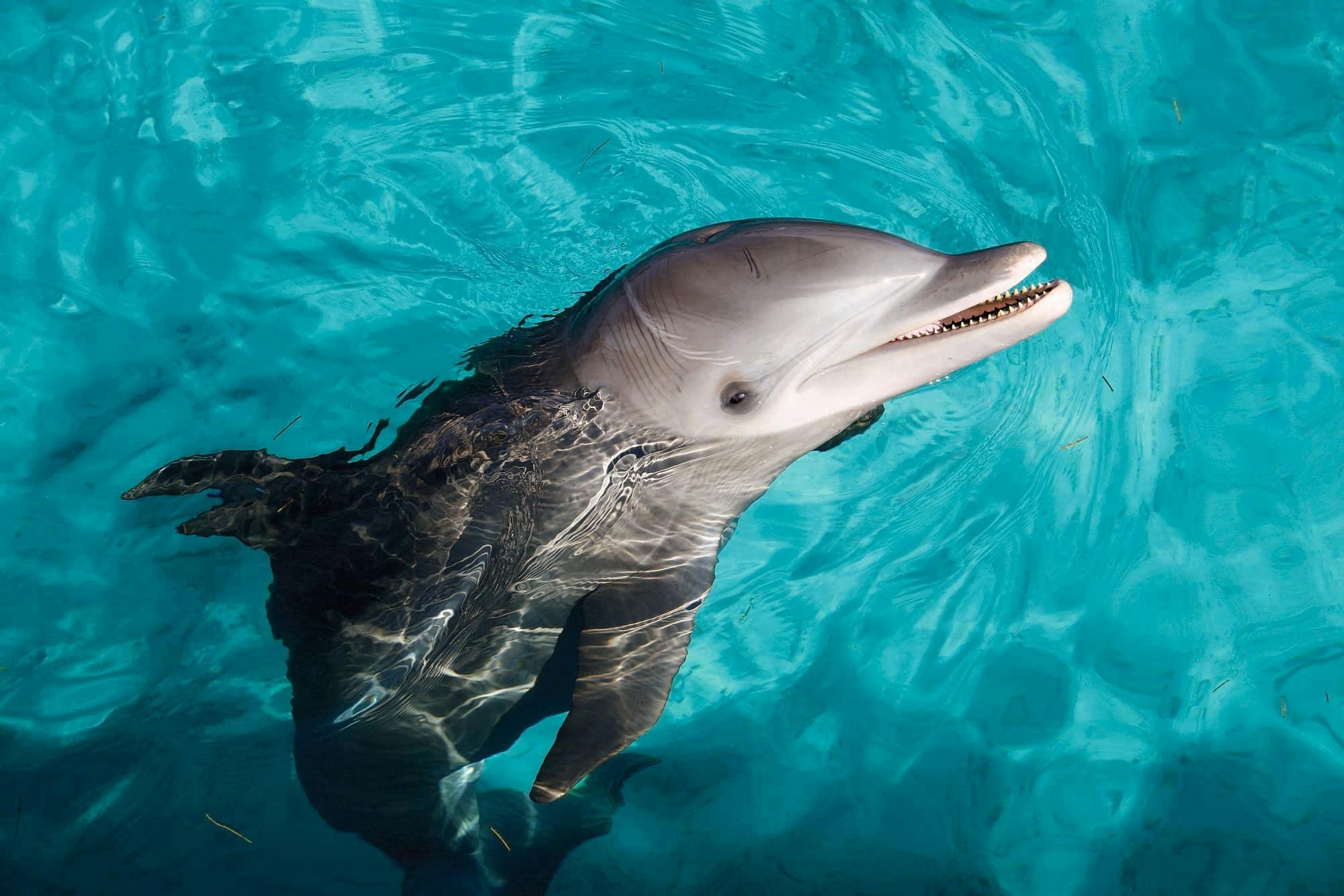 Croisière en catamaran et Dolphin Swim à Isla Mujeres avec Dolphin Discovery