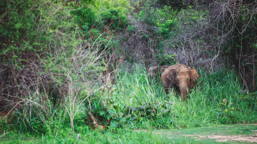 Ancient Polonnaruwa and Minneriya Park Safari Tour from the East Coast
