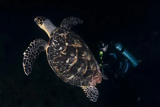 Costa Mujeres activities