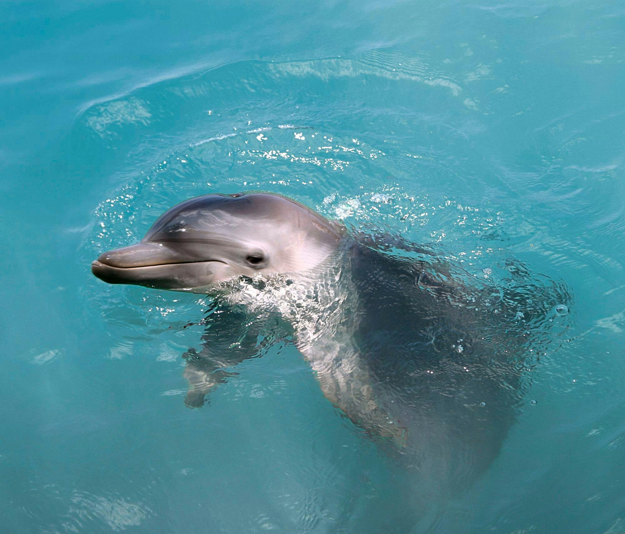 Royal Dolphin Swim-oplevelse på Puerto Aventuras