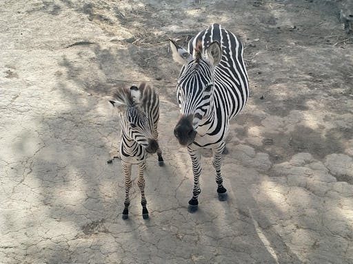 Costa Rican Savannah Safari and Wildlife Tour