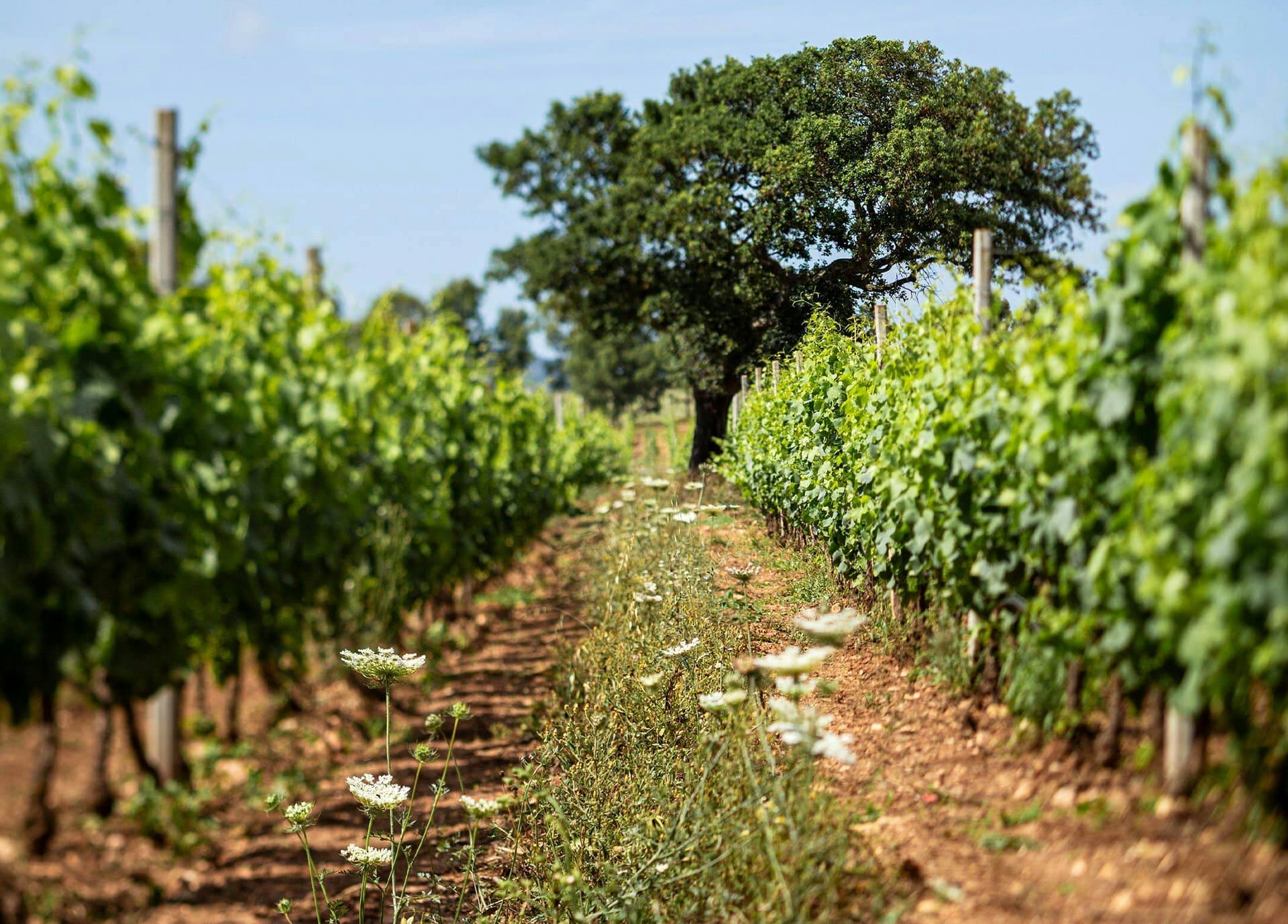 Guided vineyard tour with wine-tasting