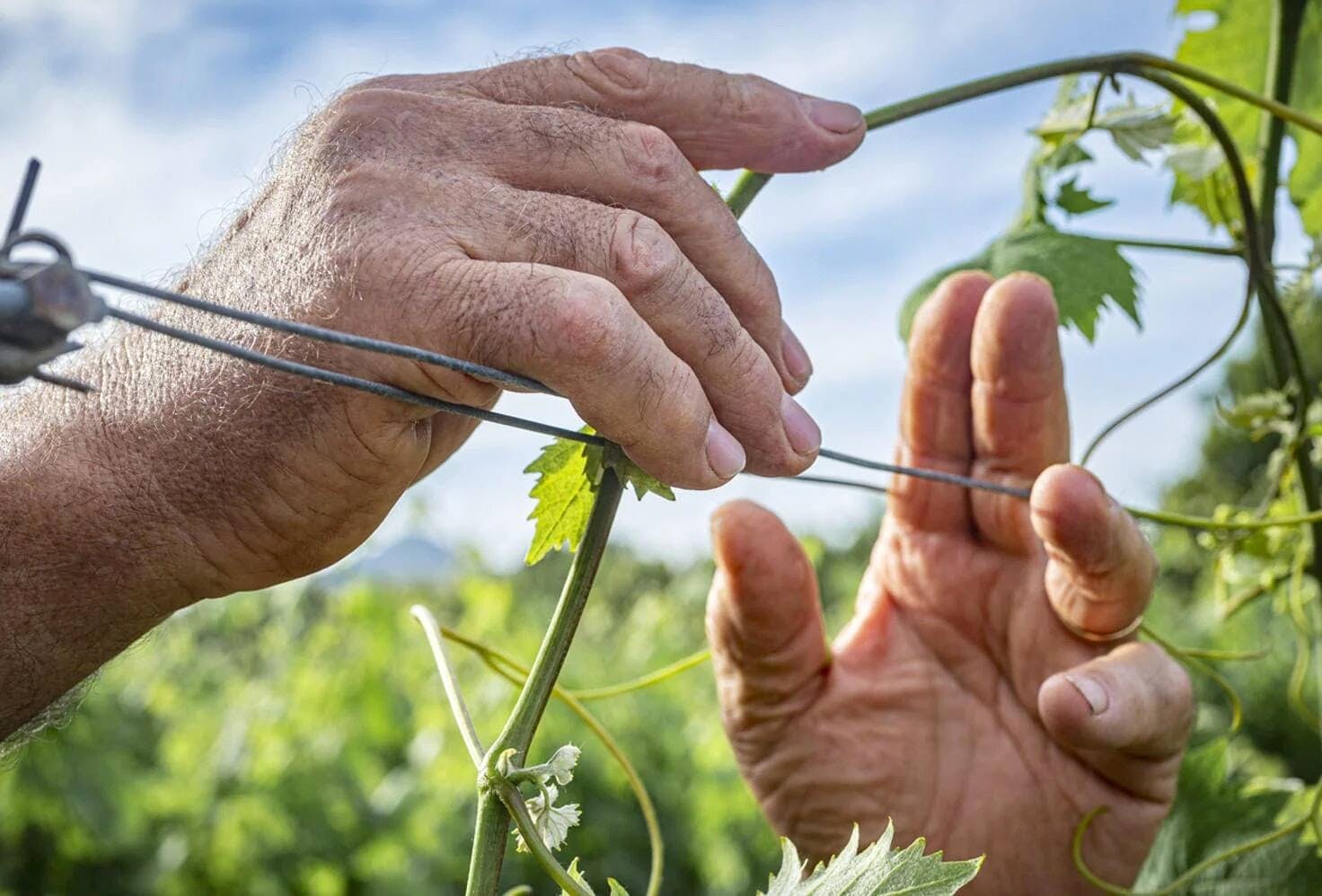 Guided vineyard tour with wine-tasting