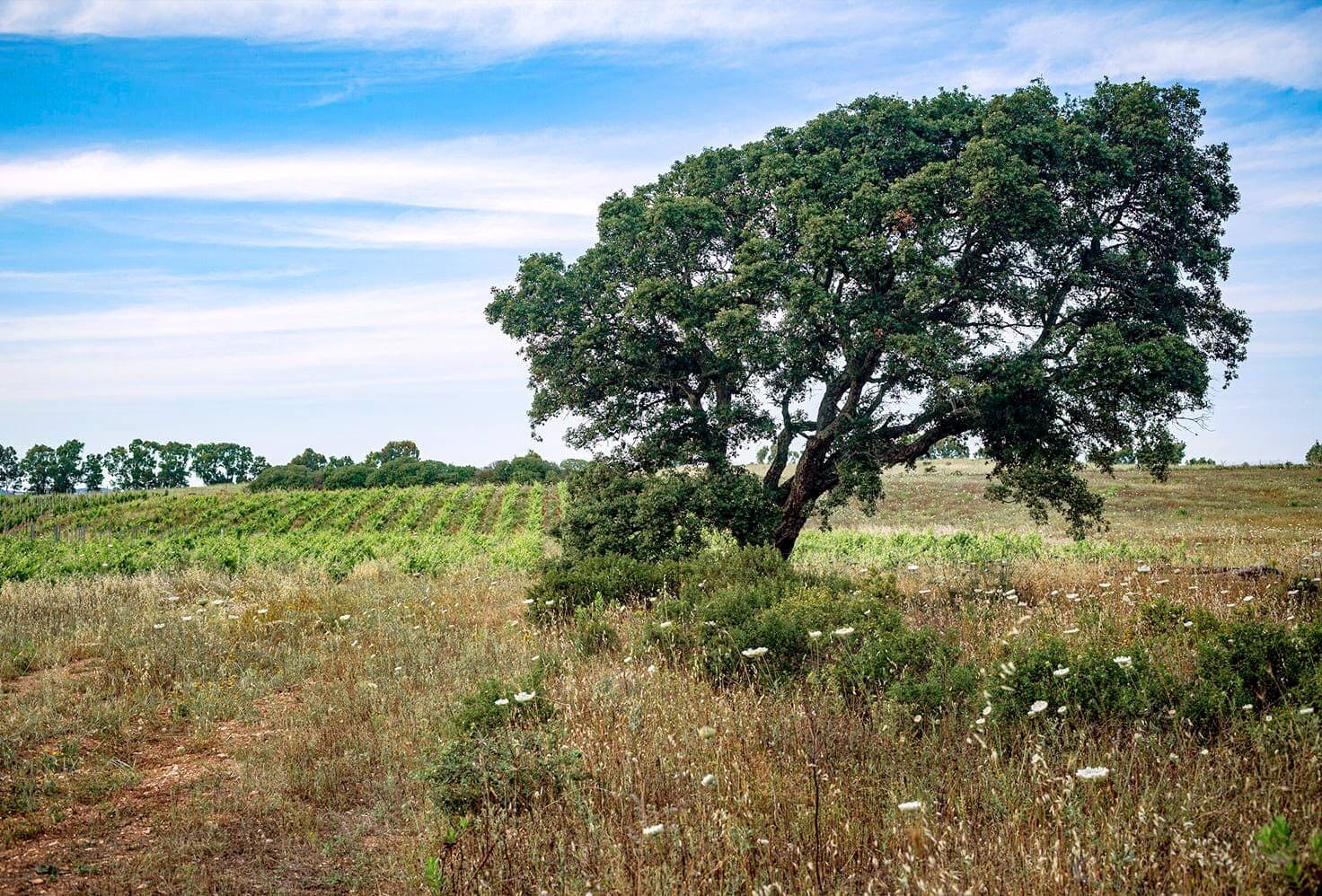 Guided vineyard tour with wine-tasting