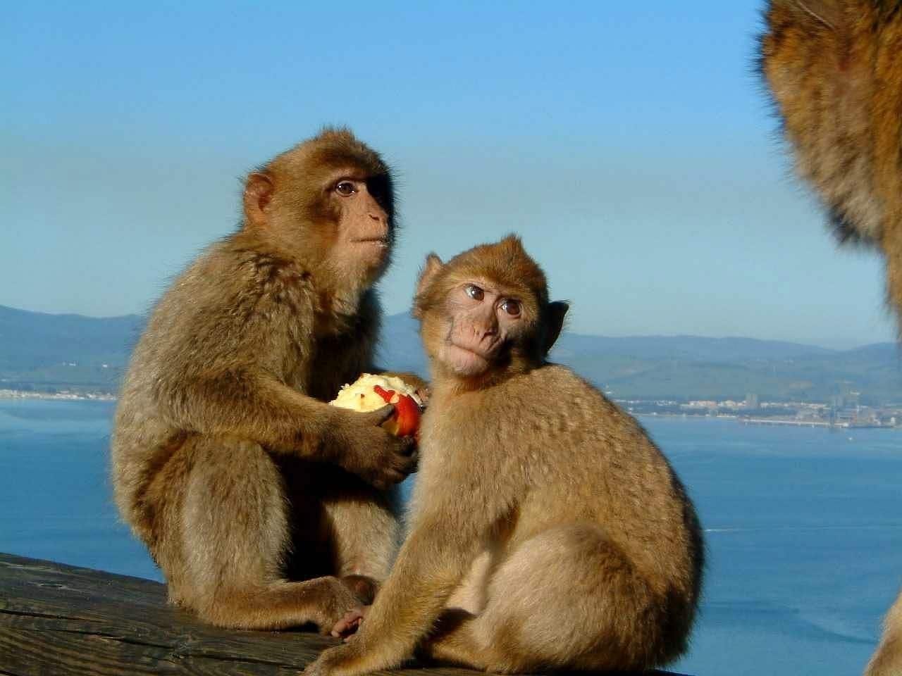 Gibraltar Shopping