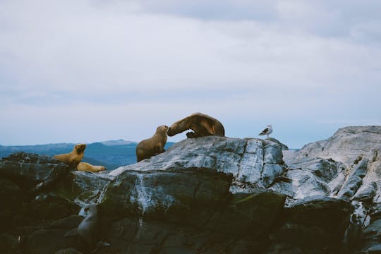 Navigation sea lions, birds and lighthouse