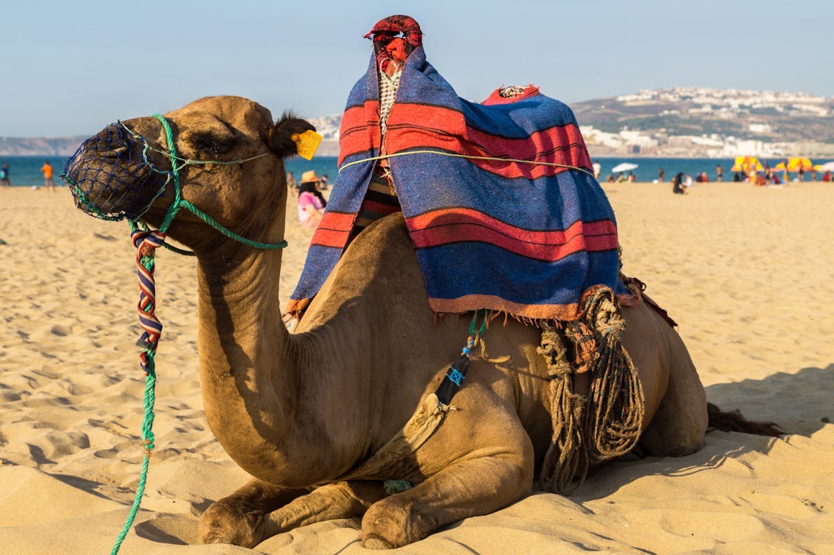 Rondleiding door Tanger en Gibraltar vanaf Sevilla - 2 dagen