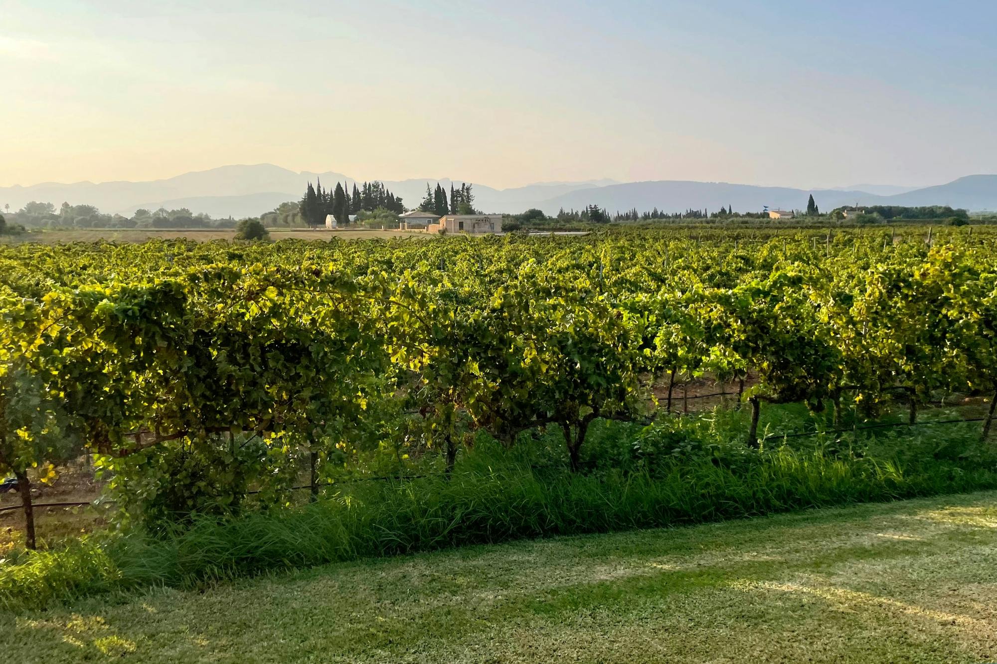 Albufera, Alcudia, and Bodega Butxet sunset tour