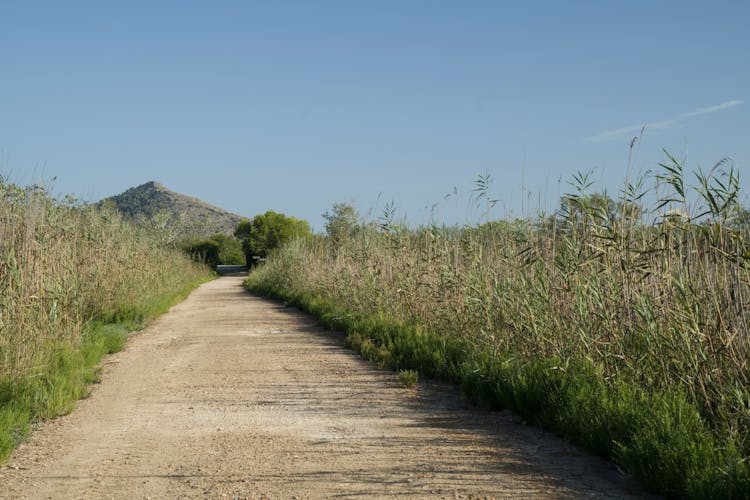 Albufera, Alcudia, and Bodega Butxet sunset tour