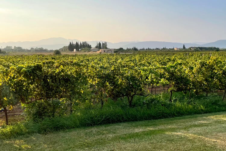 Albufera, Alcudia, and Bodega Butxet sunset tour