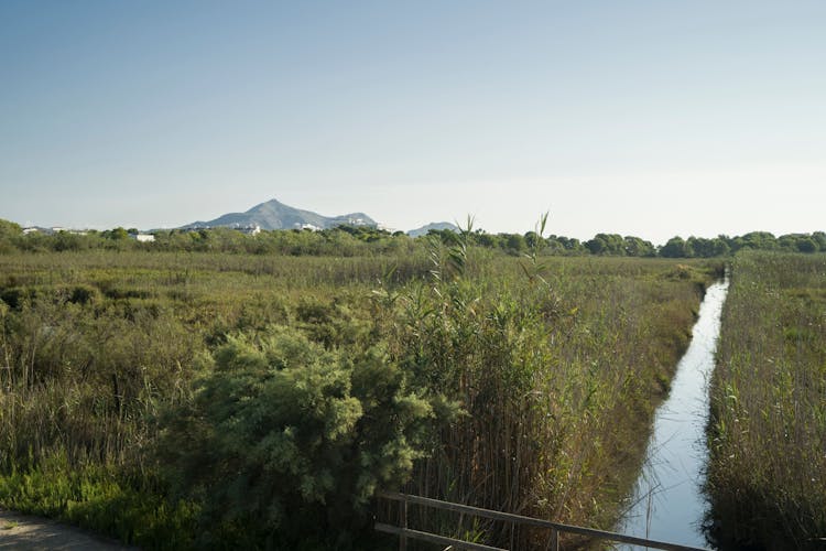 Albufera, Alcudia, and Bodega Butxet sunset tour