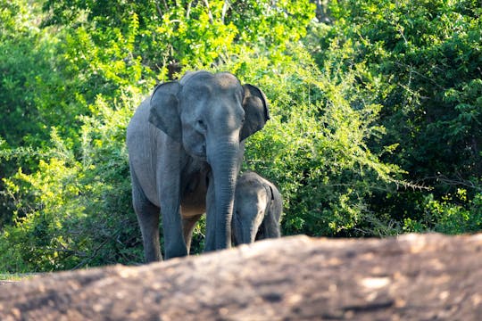 Czterodniowa wycieczka do Kandy, Elli i Galle oraz safari w Parku Narodowym Yala