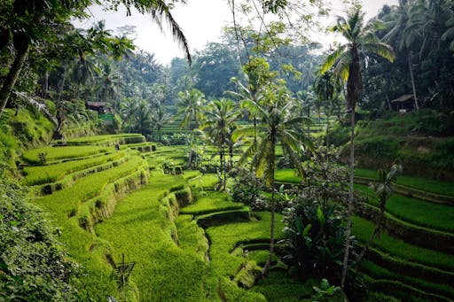 Bali Temples Trail and Rice Terraces Private Full Day Tour