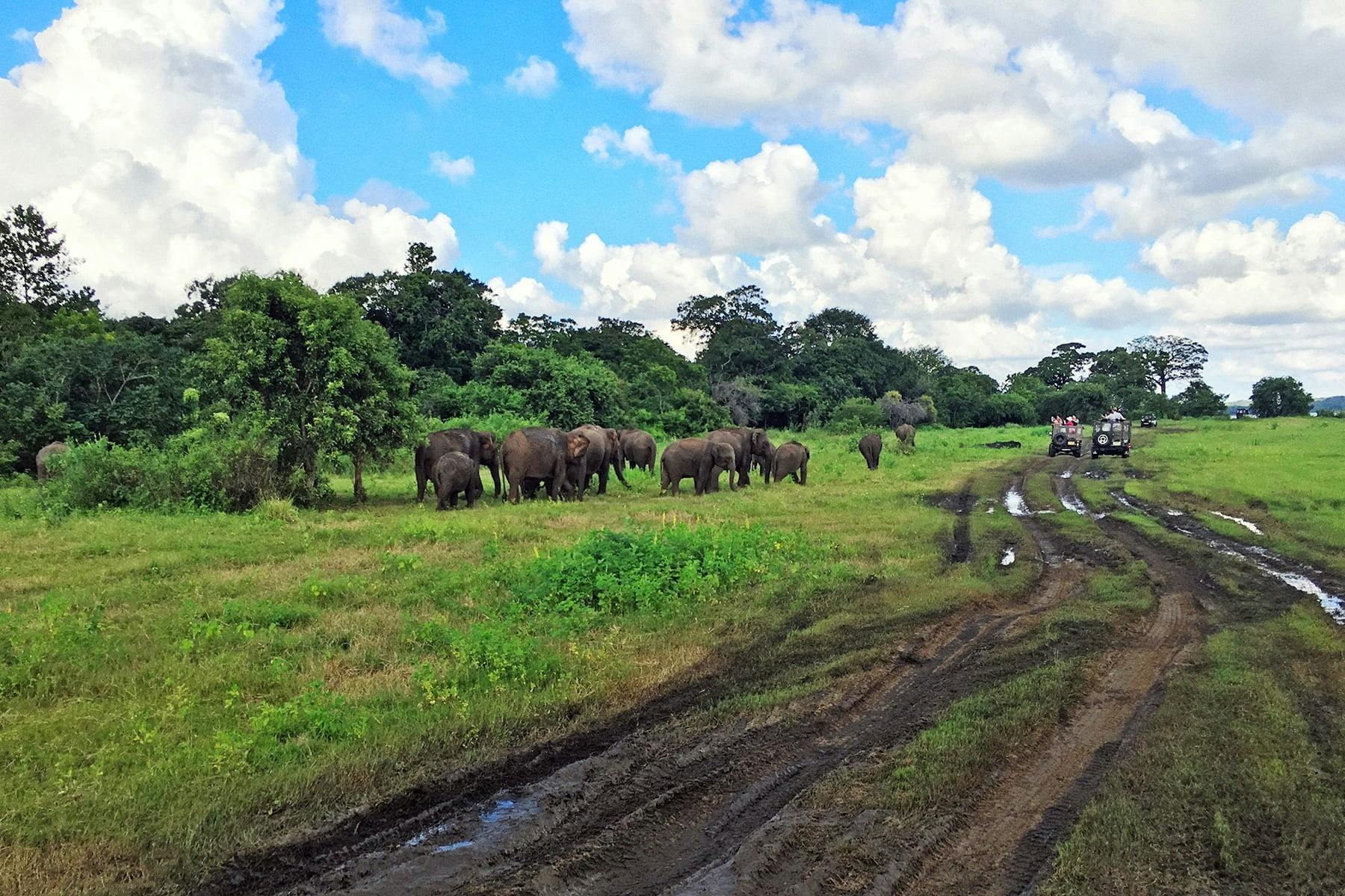 Kandy, Sigiriya, Dambulla & Minneriya Park Safari Two-day Tour from the East Coast