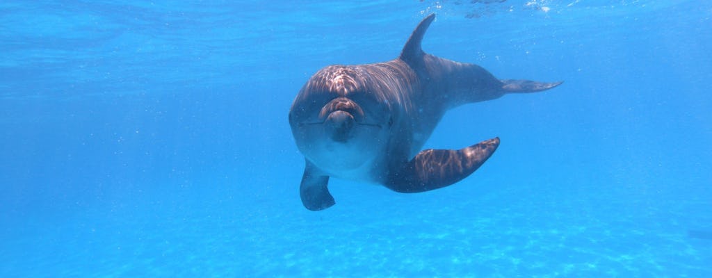 Los Cabos premium dolphin interaction and swim