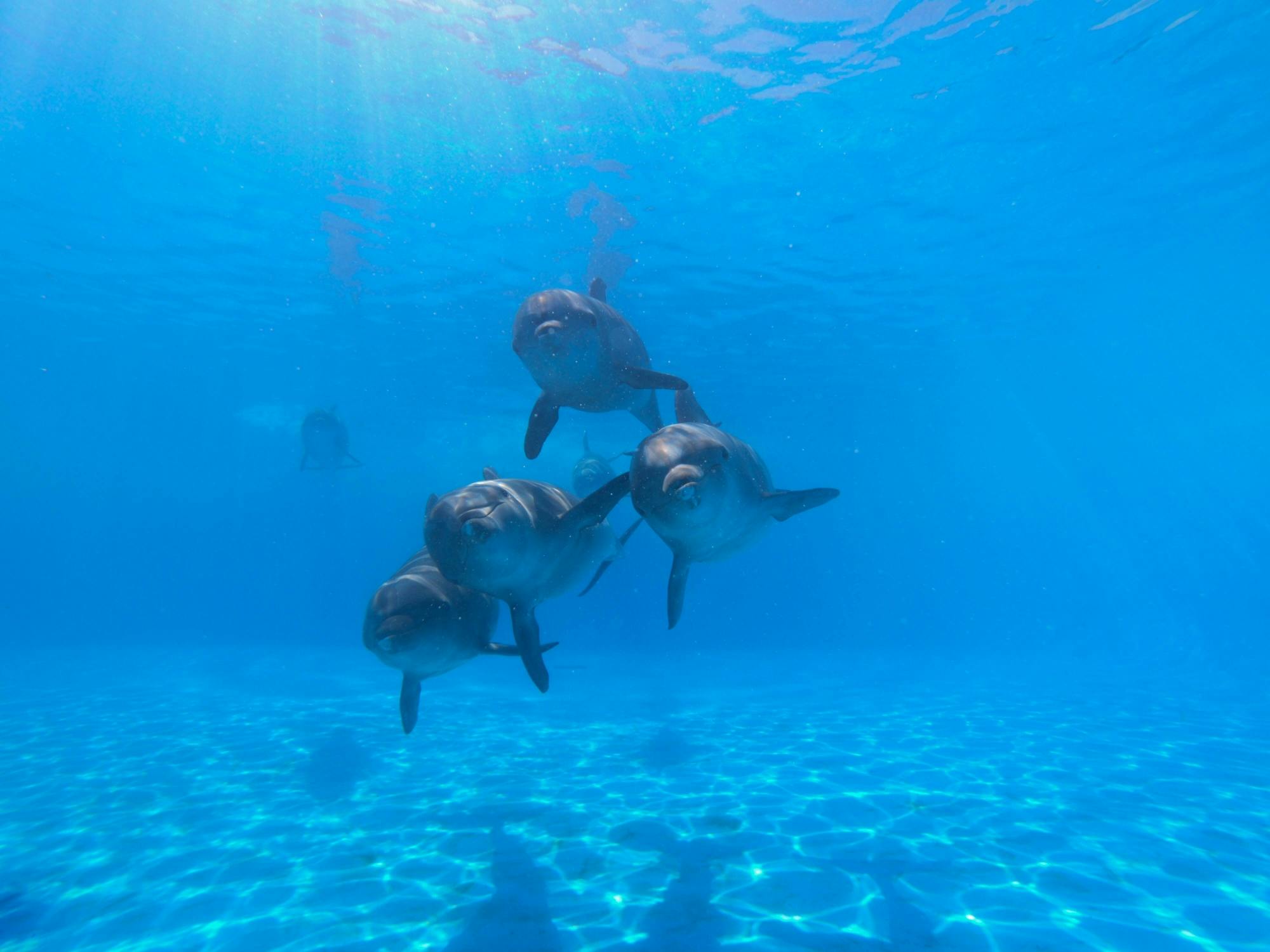 Los Cabos Premium Dolphin Interaction & Swim