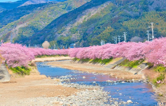 Kawazu Sakura, Strawberry Picking, and Onsen 1-Day Tour