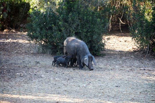 Tour di degustazione di sobrasada payesa di mezza giornata a Maiorca