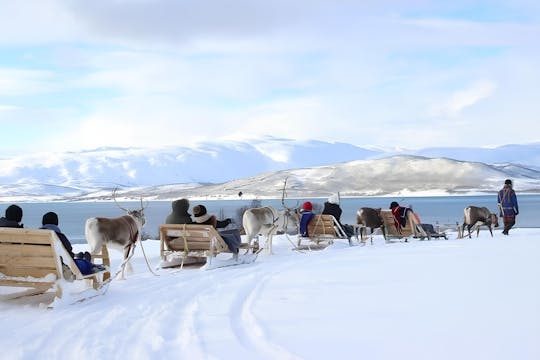 Experiencia cultural sami con paseo en trineo tirado por renos de 10 minutos