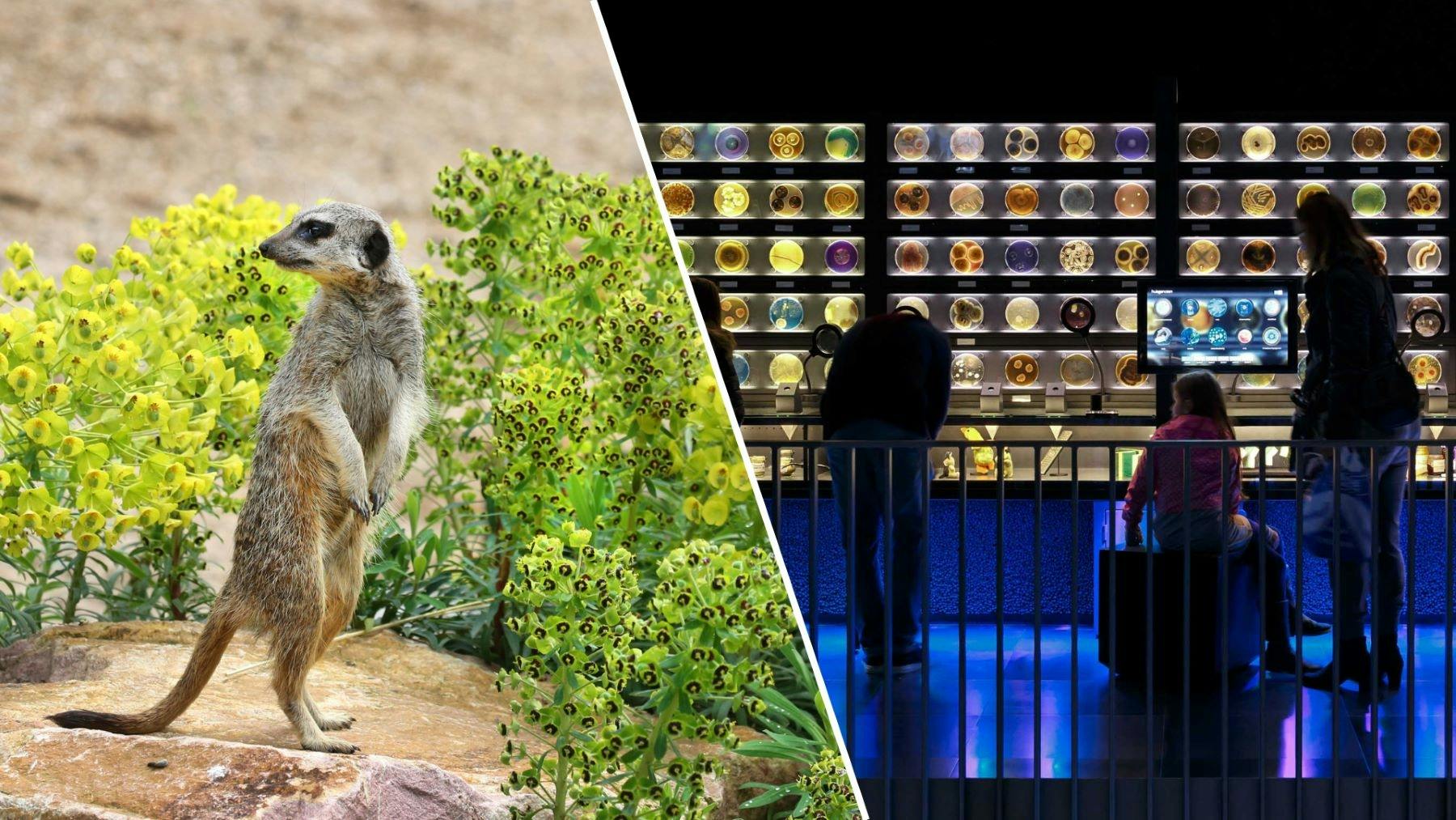 Bilet wstępu do Artis Royal Zoo i muzeum mikrobów Micropia