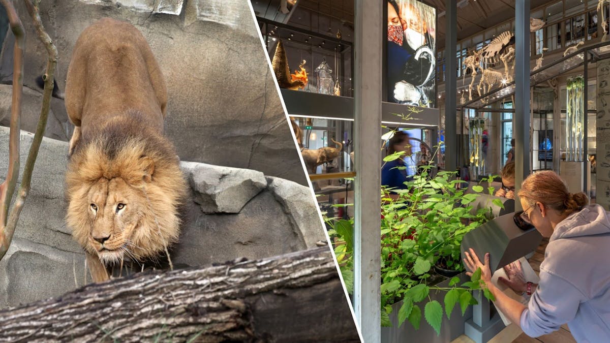 ARTIS entreebewijs dierentuin en ARTIS-Groote Museum