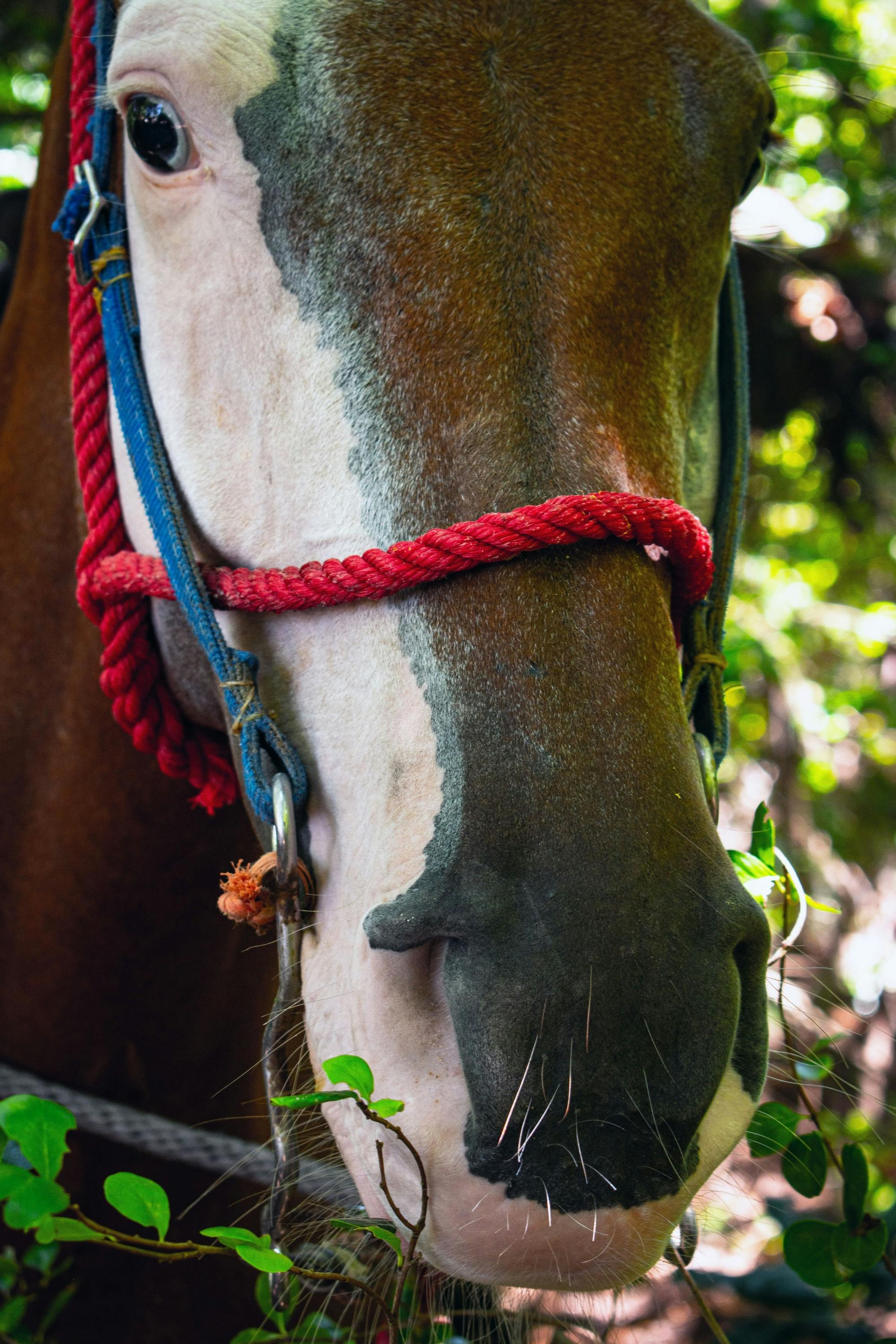 Pat Ranch & Beach Horse Riding Experience