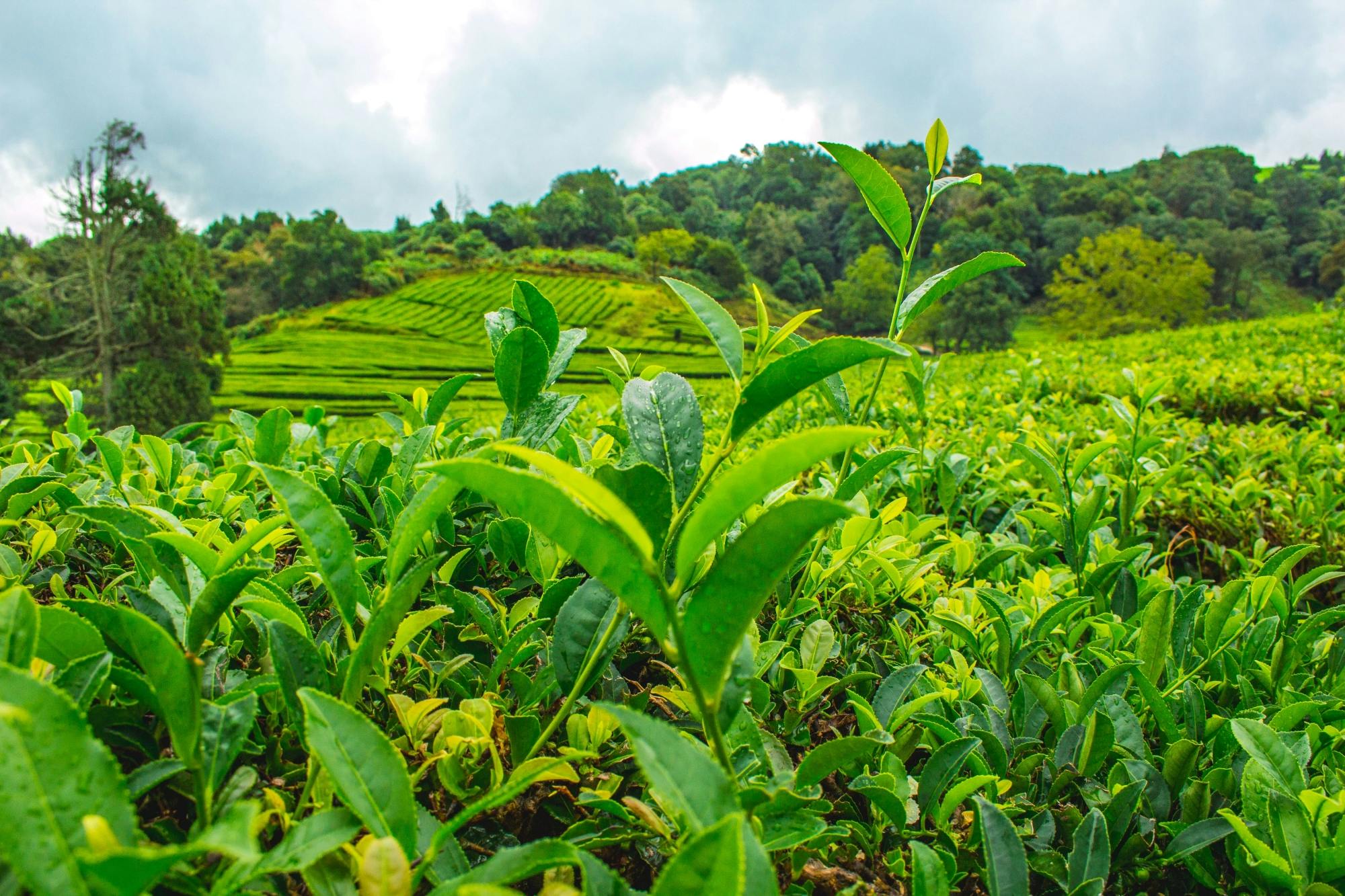 Pekoe Trail in Sri Lanka's Highlands with lunch