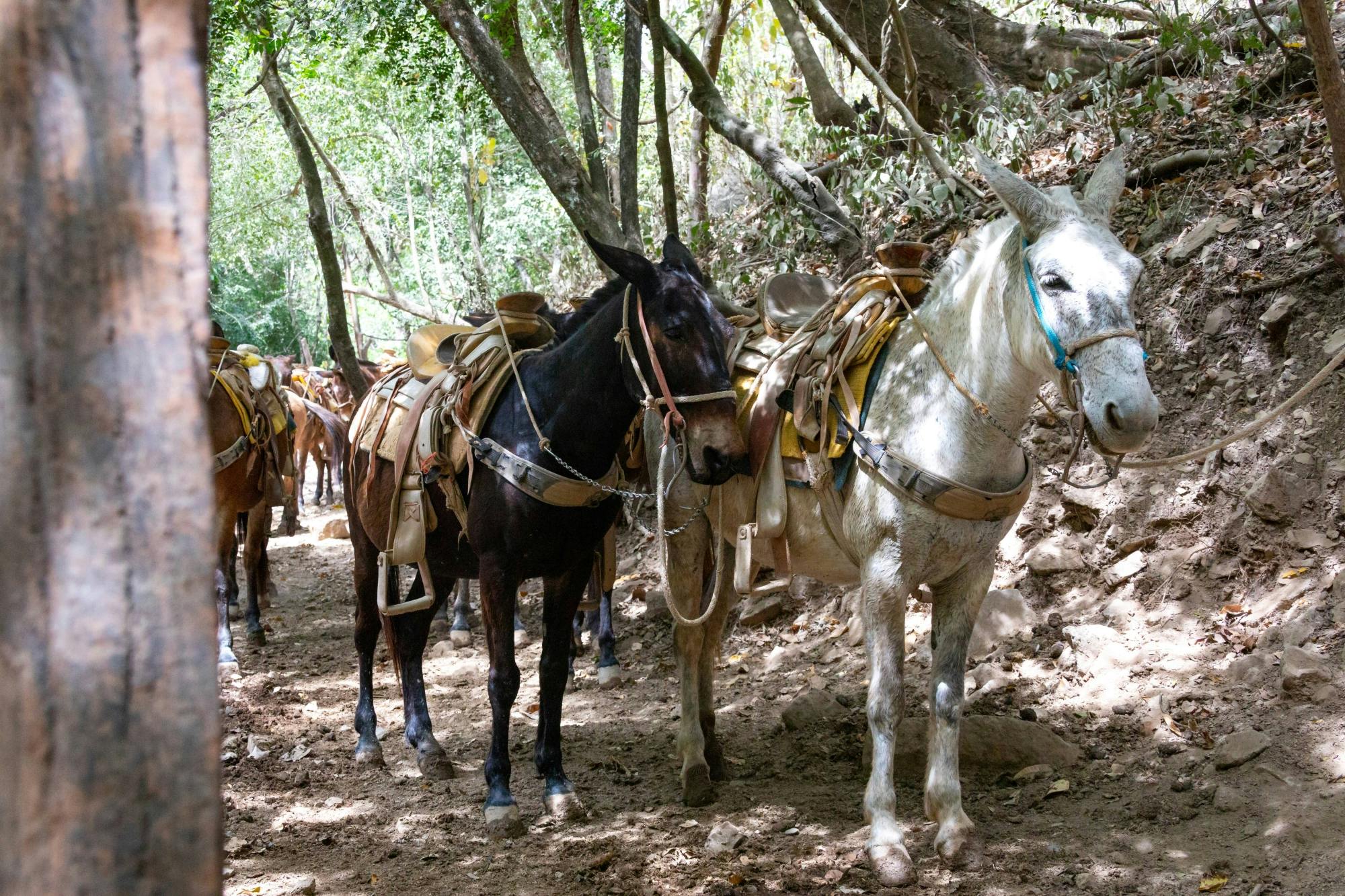 Sierra Madre Muleback Riding Tour