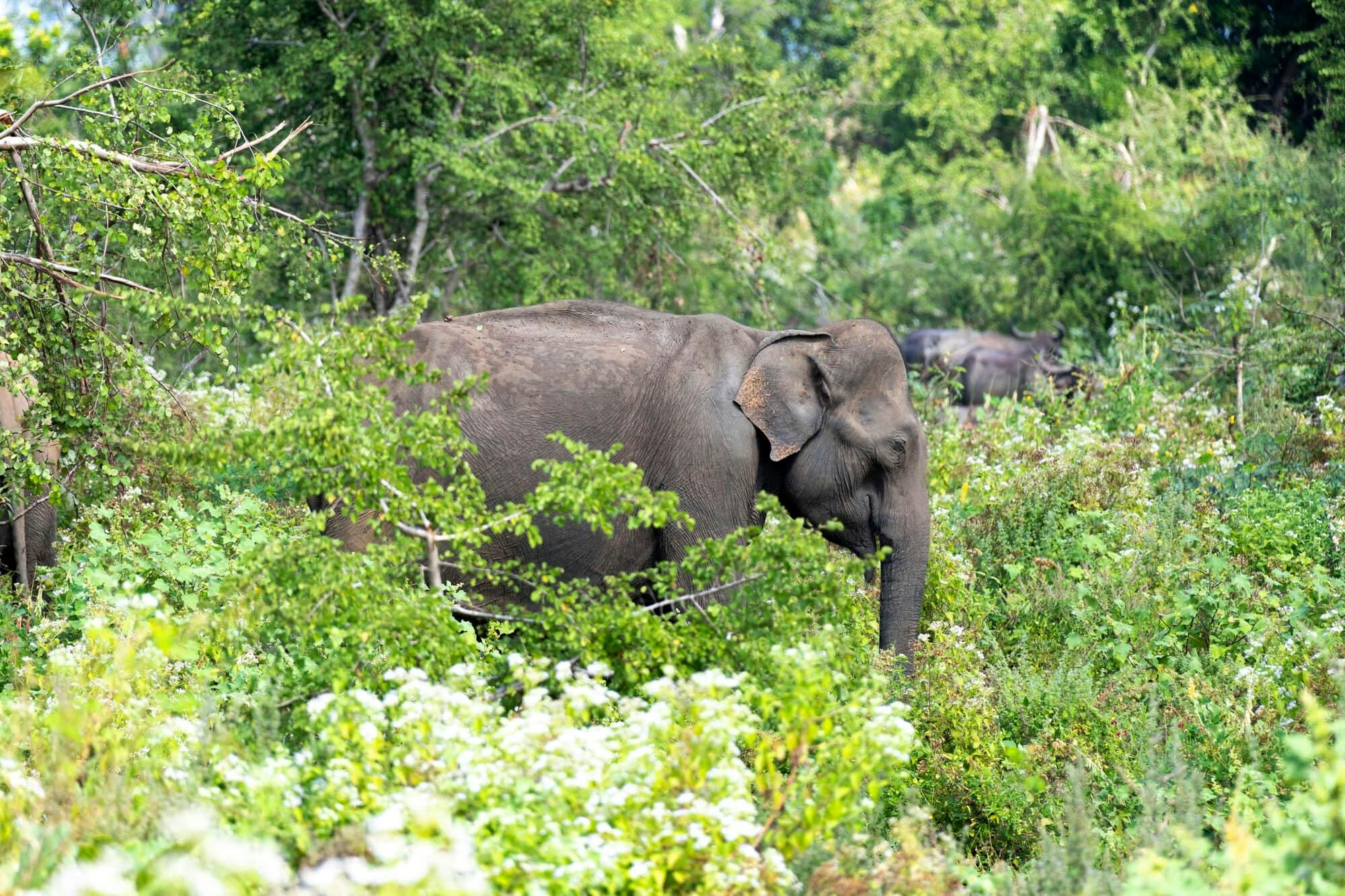 Udawalawe National Park Safari, Ella, and Nuwara Eliya Two-day Tour